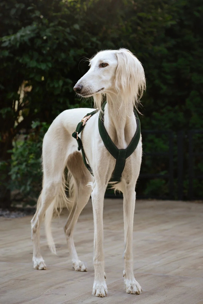 Green Velvet Y-Cut Harness