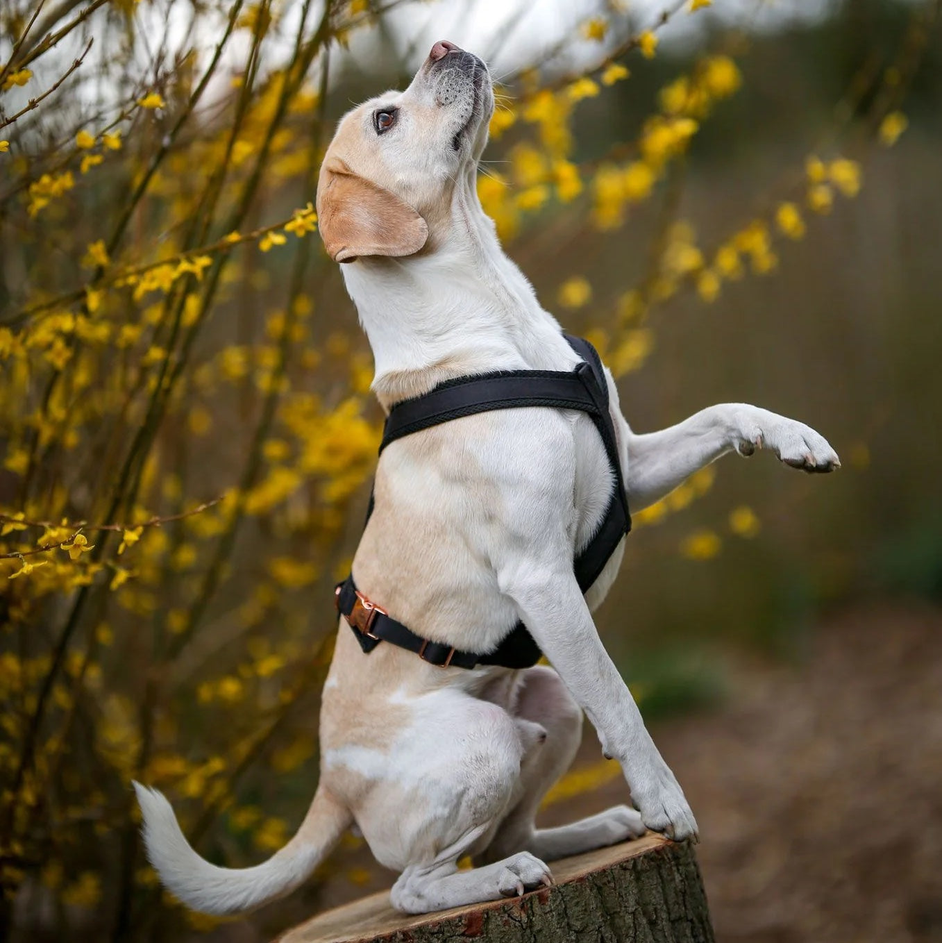 Black Y-Cut Harness